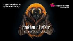 Insketen in Gefahr_Headbanner-HMG