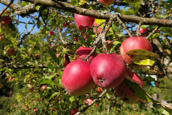 Verschiedene Apfelbaumsorten wachsen auf den Streuobstwiesen., © NABU HN und Umgebung