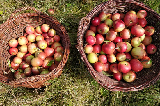 Unbehandelte Bioäpfel von lokalen Streuobstwiesen., © NABU HN und Umgebung