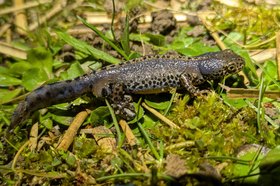 Bergmolch, © Guido Löscher