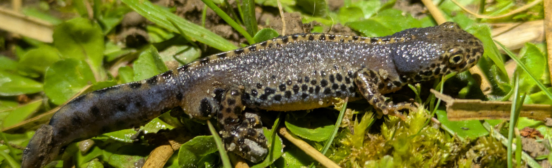 Bergmolch, © Guido Löscher Bergmolch, © Guido Löscher