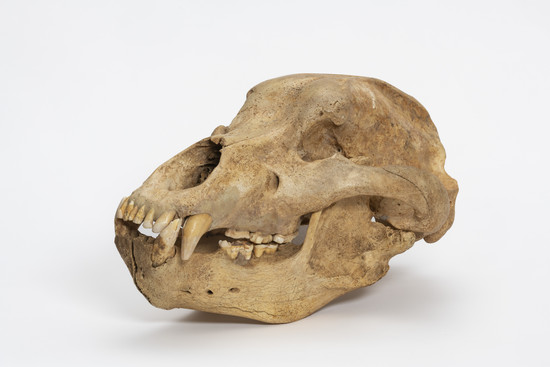 Höhlenbärenschädel, © Städtische Museen Heilbronn