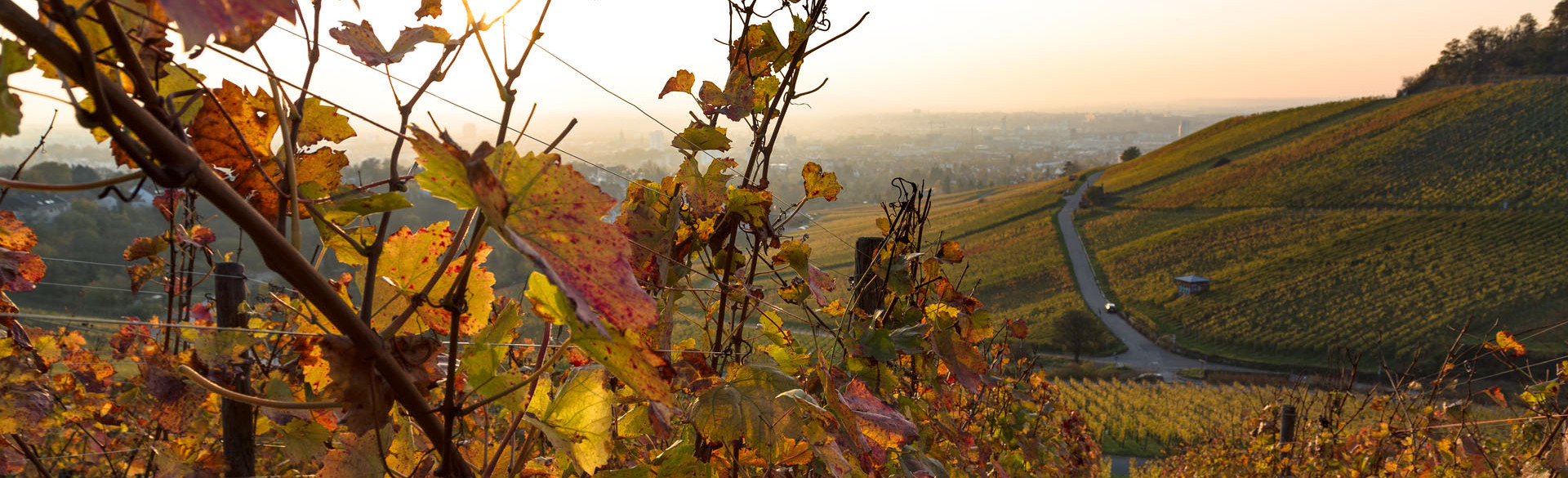 Der Wein Panorama Weg im Herbst