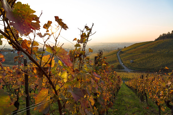 Der Wein Panorama Weg im Herbst