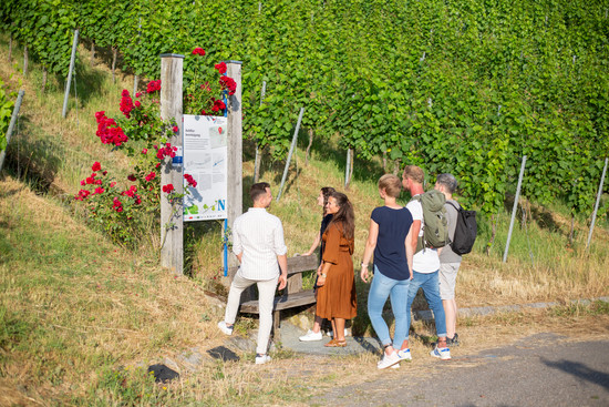 Wartberg Heilbronn Wein Panorama Weg