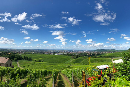Weinberge in Sontheim, © Julia Bauer