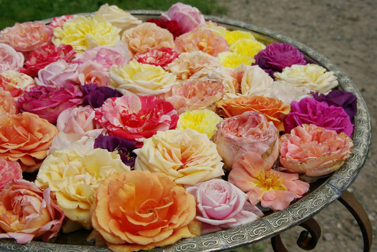 Die Rose und ihr Hofstaat, © BOG-Heilbronn