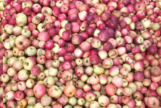Lokale Äpfel von lokalen Streuobstwiesen für lokal bei Fa. Gunkel gepressten "Biosin" Apfelsaft., © NABU HN und Umgebung