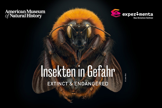 Insekten in Gefahr Foto © Levon Biss