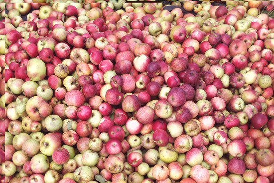 Lokale Äpfel von lokalen Streuobstwiesen für lokal bei Fr. Gunkel hergestellten "Biosin" Apfelsaft., © NABU HN und Umgebung